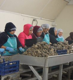 Motivatit Seafoods
